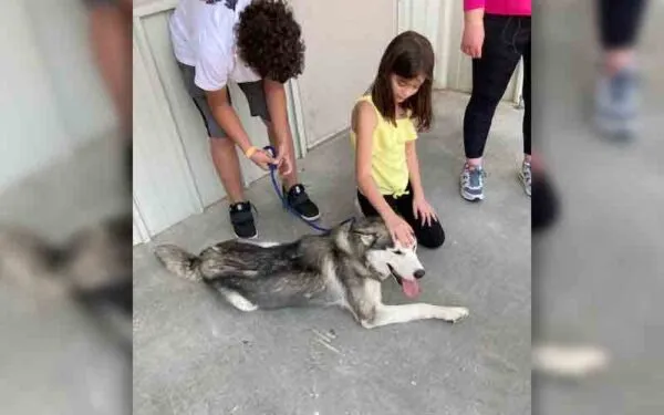 A heartbreaking tale of Husky abandoned on highway has an amazing ending A heartbreaking tale of Husky abandoned on highway has an amazing ending
