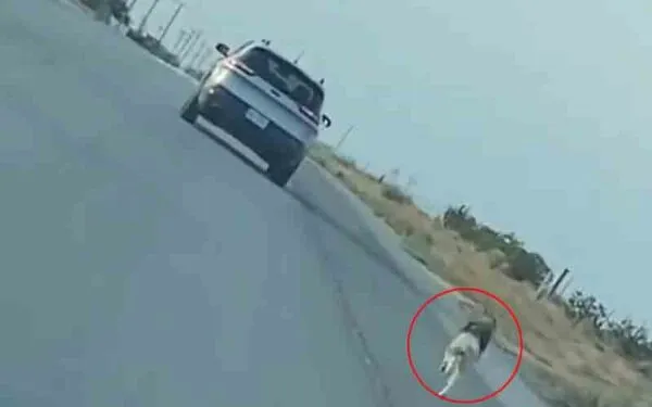 A heartbreaking tale of Husky abandoned on highway has an amazing ending A heartbreaking tale of Husky abandoned on highway has an amazing ending