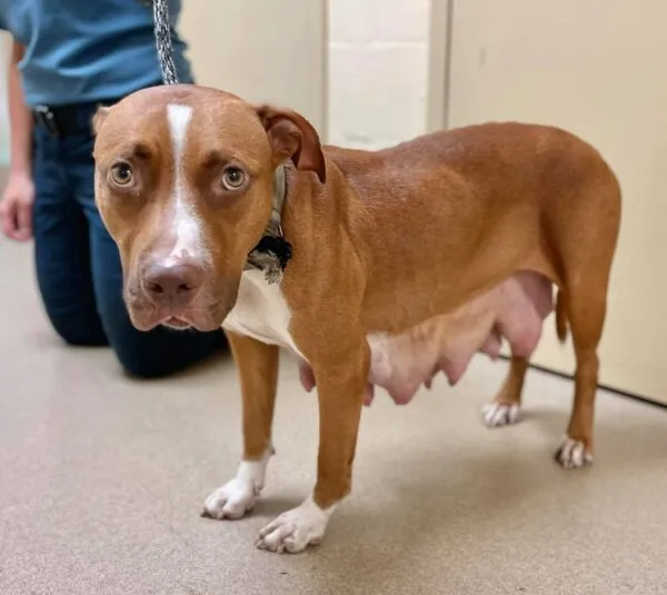 These adorable puppies were rescued from a deplorable, sweltering New Jersey home These adorable puppies were rescued from a deplorable, sweltering New Jersey home