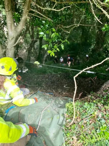 This cat led rescuers to an 83-year-old woman who fell down a 70-foot deep ravine This cat led rescuers to an 83-year-old woman who fell down a 70-foot deep ravine