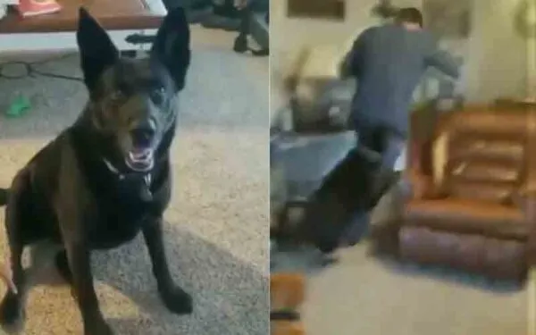 Dog gets mad, attacks owner after finding out he voted for Joe Biden Dog gets mad, attacks owner after finding out he voted for Joe Biden