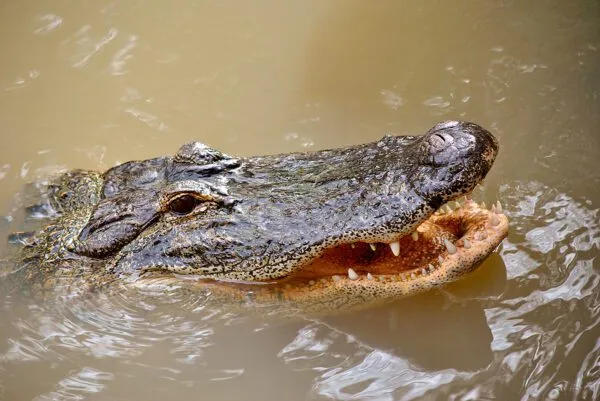 Alligator attacks Utah petting zoo employee as child party looks on Alligator attacks Utah petting zoo employee as child party looks on