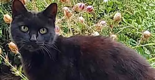 This cat led rescuers to an 83-year-old woman who fell down a 70-foot deep ravine This cat led rescuers to an 83-year-old woman who fell down a 70-foot deep ravine