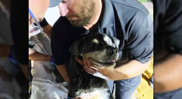 Rescuers dig up entire road to save dog stuck in storm drain Rescuers dig up entire road to save dog stuck in storm drain