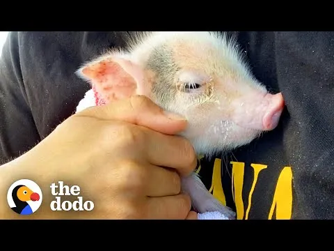 Tiny pig found abandoned finds love watching the sunset Tiny pig found abandoned finds love watching the sunset