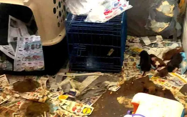 These adorable puppies were rescued from a deplorable, sweltering New Jersey home These adorable puppies were rescued from a deplorable, sweltering New Jersey home