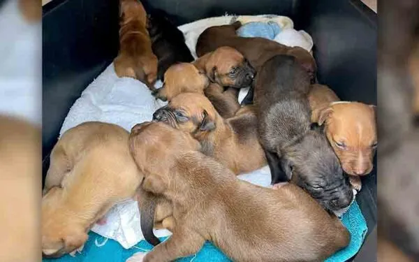 These adorable puppies were rescued from a deplorable, sweltering New Jersey home These adorable puppies were rescued from a deplorable, sweltering New Jersey home