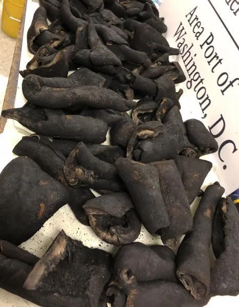 Illegal cow skins, insects from Nigeria stopped by Border Patrol agents in Virginia IAD CowSkins2L 090721 1
