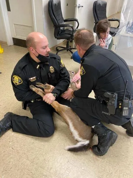 Deer breaks into Transylvania County Courthouse Deer breaks into Transylvania County Courthouse