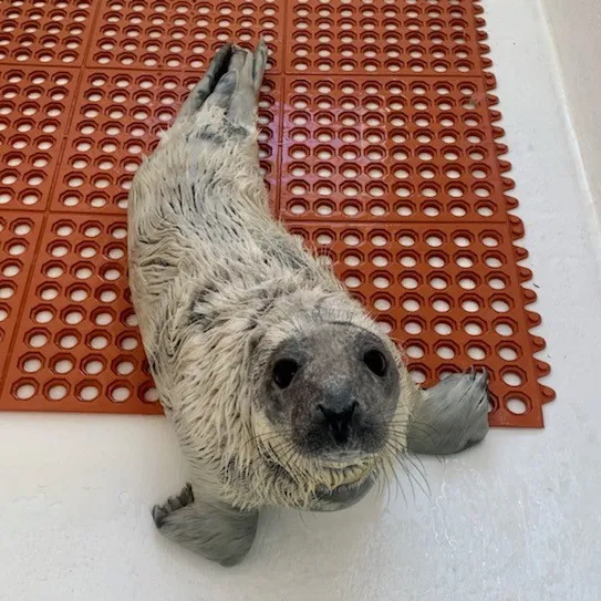 Adorably cute baby seal stranded in Seaside Park dunes now recovering Adorably cute baby seal stranded in Seaside Park dunes now recovering