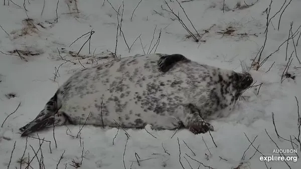 Adorably cute baby seal stranded in Seaside Park dunes now recovering Adorably cute baby seal stranded in Seaside Park dunes now recovering
