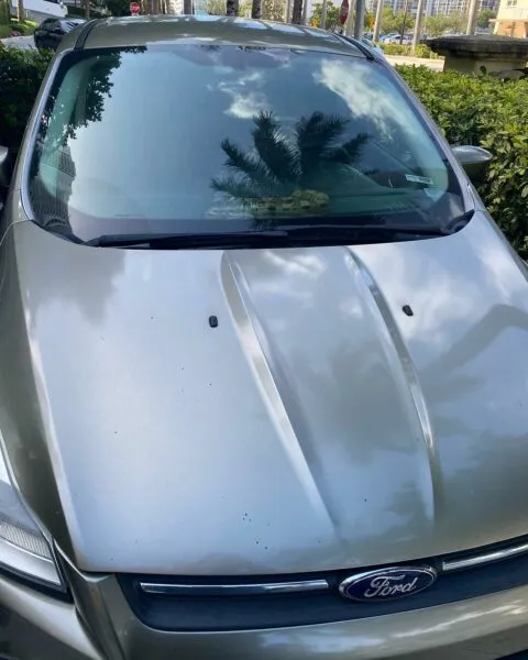 Woman shocked after finding snake on dashboard of rental car Woman shocked after finding snake on dashboard of rental car