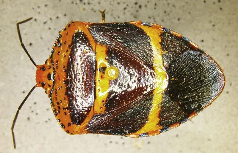 Brownsville CBP Agriculture Specialists Intercept First in Nation Pest in Spanish Moss A specimen of Pharypia nitidiventris (Stal) (Pentatomidae), a First in Nation pest interception by CBP agriculture specialists at Gateway International Bridge in Brownsville, Texas.