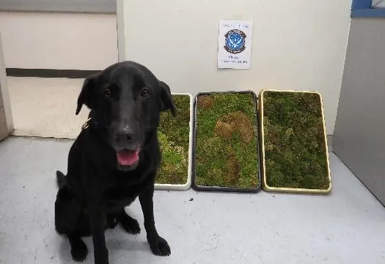 Chicago Agriculture Specialists Seize 1,667 of Prohibited Shipments at the International Mail Facility Since October Moss