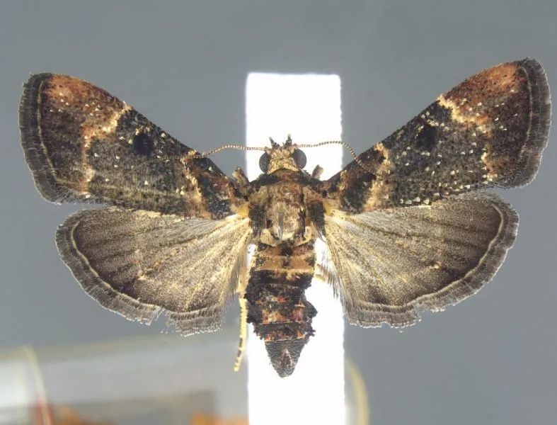 CBP Moth Interception First Encounter of Species Since 1912 Moth encountered at Detroit Metropolitan Airport