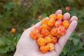 We Tried Three Rare Swedish Made Berry Preserves, Cloudberry, Gooseberry and Lingonberry We Tried Three Rare Swedish Made Berry Preserves, Cloudberry, Gooseberry and Lingonberry