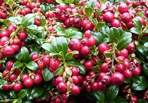 We Tried Three Rare Swedish Made Berry Preserves, Cloudberry, Gooseberry and Lingonberry We Tried Three Rare Swedish Made Berry Preserves, Cloudberry, Gooseberry and Lingonberry