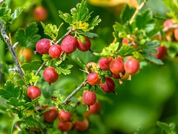 We Tried Three Rare Swedish Made Berry Preserves, Cloudberry, Gooseberry and Lingonberry We Tried Three Rare Swedish Made Berry Preserves, Cloudberry, Gooseberry and Lingonberry