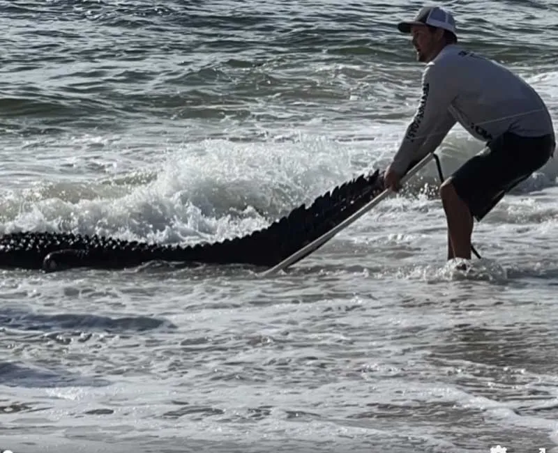 Alligator caught on a fishing pole in Florida ocean surf Alligator caught on a fishing pole in Florida ocean surf