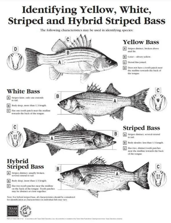 This ancient New Jersey fish is nearing extinction with fewer than 250 remaining Striped Bas