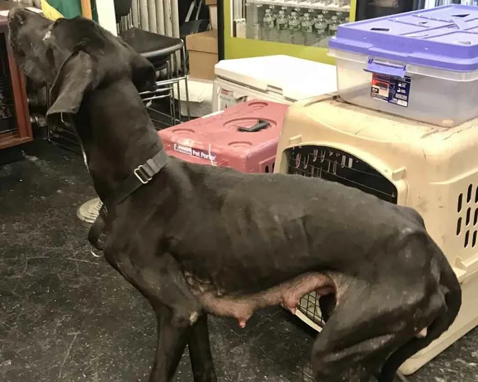 Malnourished and mistreated Great Dane puppies rescued during NYPD traffic stop Malnourished and mistreated Great Dane puppies rescued during NYPD traffic stop