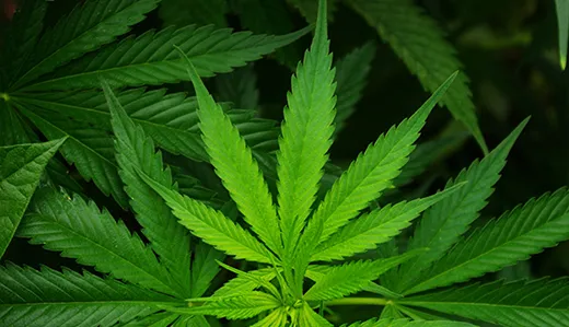 O’Scanlon: Our Kids are Buying and Ingesting Unregulated Delta 8 THC Products Laced with Potentially Harmful Chemicals. It’s Time Someone Gave a Damn O’Scanlon: Our Kids are Buying and Ingesting Unregulated Delta 8 THC Products Laced with Potentially Harmful Chemicals. It’s Time Someone Gave a Damn