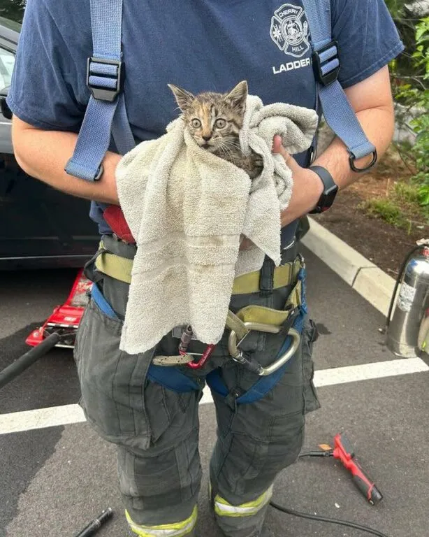 Cherry Hill firefighters rescue ducklings, kittens; All in a day's work Cherry Hill firefighters rescue ducklings, kittens; All in a day's work