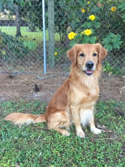 Palm Beach County Sheriff's Office Mourns the Loss of K9 Tucker Palm Beach County Sheriff's Office Mourns the Loss of K9 Tucker
