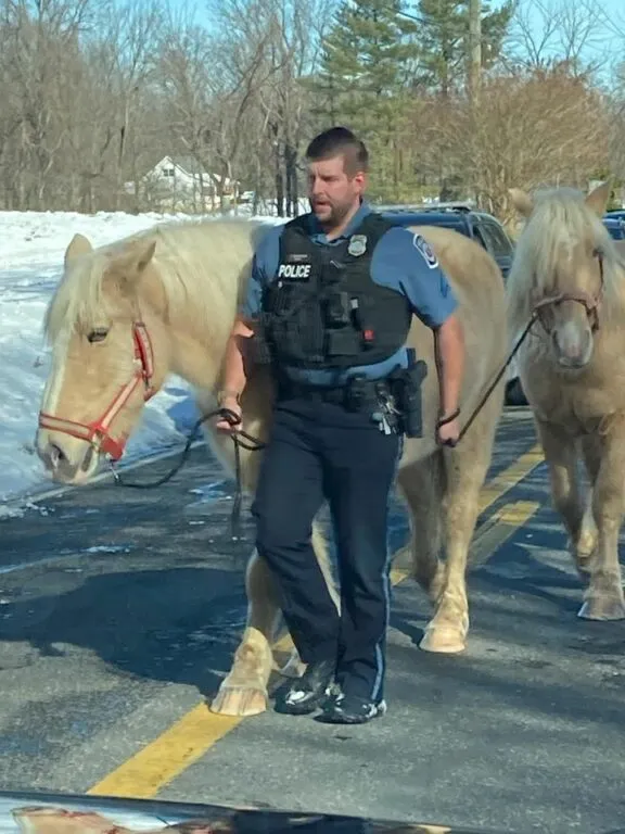 Anne Arundel County Police Assist in Returning Loose Horses to Their Farm Anne Arundel County Police Assist in Returning Loose Horses to Their Farm