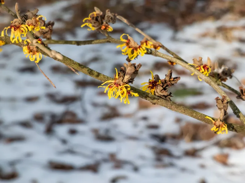 These Amazing Flowers Actually Bloom in the Winter in New Jersey These Amazing Flowers Actually Bloom in the Winter in New Jersey