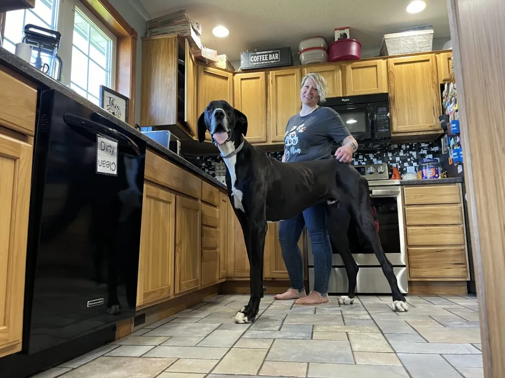 Meet Kevin, The World's Tallest Dog Ever Meet Kevin, The World's Tallest Dog Ever