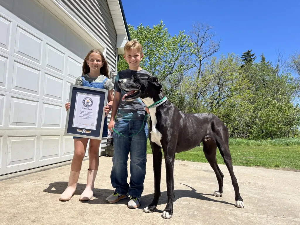 Meet Kevin, The World's Tallest Dog Ever Meet Kevin, The World's Tallest Dog Ever