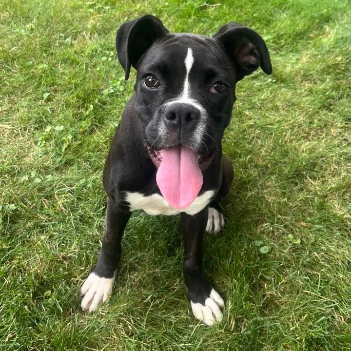East Brunswick Police Seek Help in Reuniting Lost Dogs with Owners East Brunswick Police Seek Help in Reuniting Lost Dogs with Owners