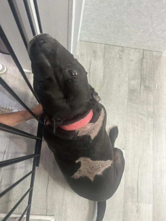 Police Investigating After Dog Violently Thrown Over Fence at New Jersey Shelter Police Investigating After Dog Violently Thrown Over Fence at New Jersey Shelter