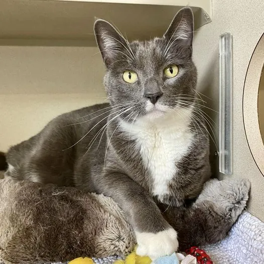 After Being Dumped Outside Home When Family Moved, Sweet Cat Searches for a New Start After Being Dumped Outside Home When Family Moved, Sweet Cat Searches for a New Start