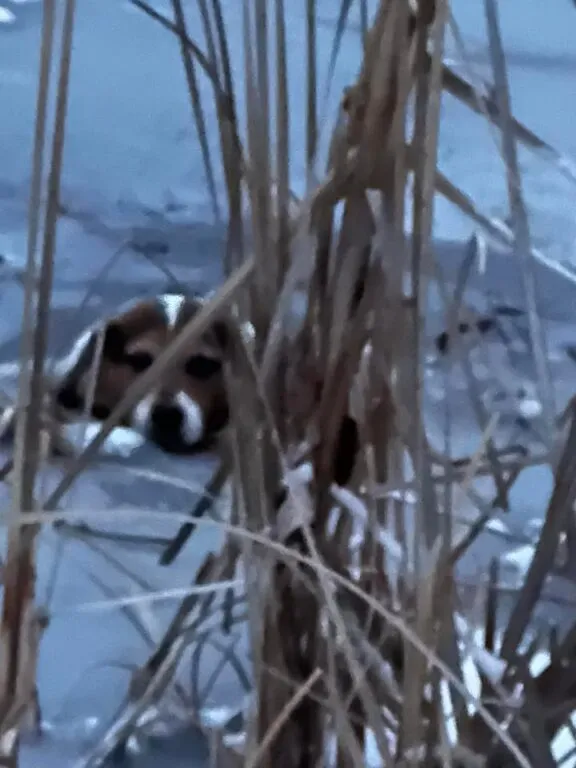 Beagle Rescued from Icy Pond by Stafford County Deputy Beagle Rescued from Icy Pond by Stafford County Deputy