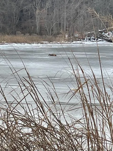 Firefighters rescue deer stranded on thin ice in Maryland Firefighters rescue deer stranded on thin ice in Maryland