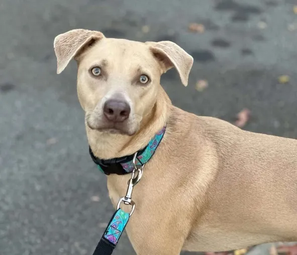Pets reported missing after New Jersey house fire; police ask for public’s help Pets reported missing after New Jersey house fire; police ask for public’s help
