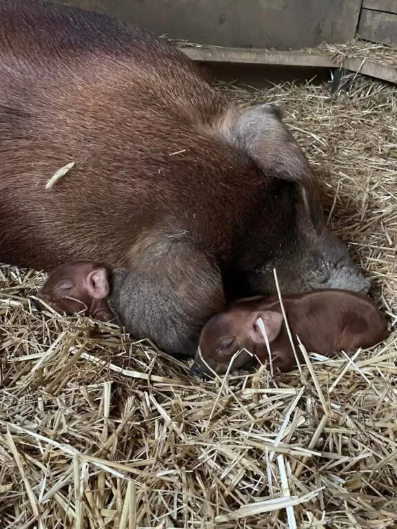 A Happy Ending for This Pregnant Pig Thanks to Animal Control Officer A Happy Ending for This Pregnant Pig Thanks to Animal Control Officer