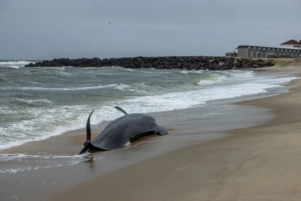 Stranded pilot whale euthanized after repeated beachings in New Jersey Stranded pilot whale euthanized after repeated beachings in New Jersey