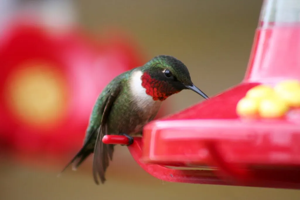 The hummingbirds are back in New Jersey—here’s how to welcome them safely The hummingbirds are back in New Jersey—here’s how to welcome them safely