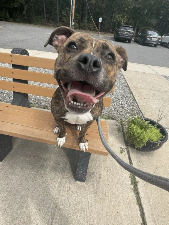 Pebbles the pup still hoping for a home after months at NJ shelter Pebbles the pup still hoping for a home after months at NJ shelter