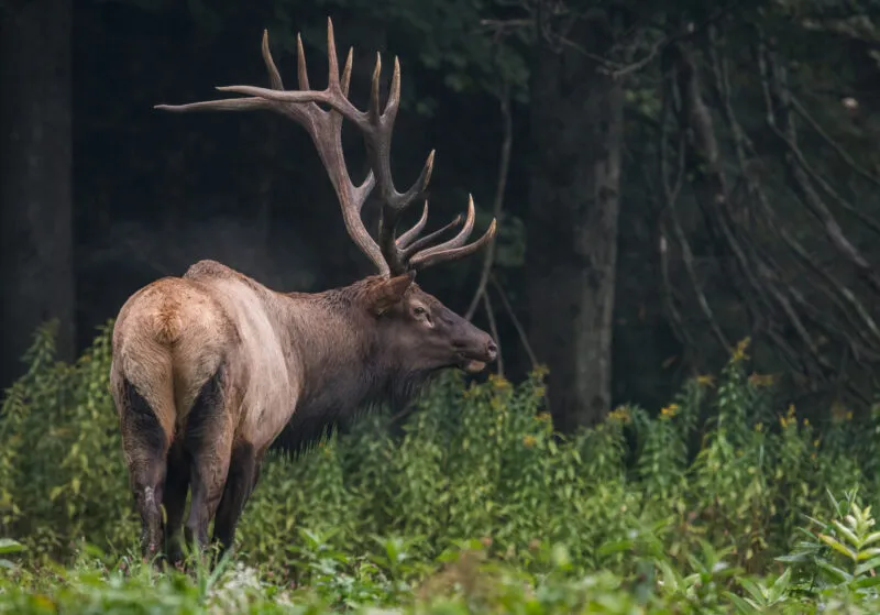 5 Animals in New Jersey That Have Gone Extinct 5 Animals in New Jersey That Have Gone Extinct