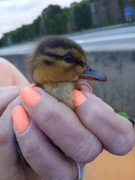 Suffolk police rescue seven ducklings from storm drain on Long Island Expressway DUCKS2