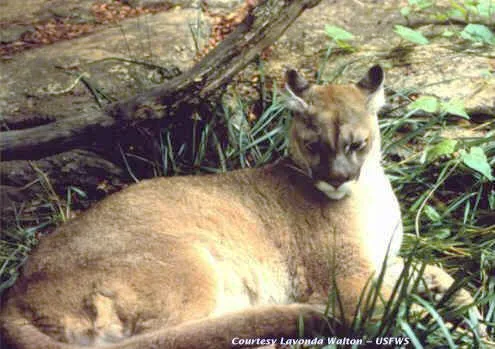 5 Animals in New Jersey That Have Gone Extinct 5 Animals in New Jersey That Have Gone Extinct