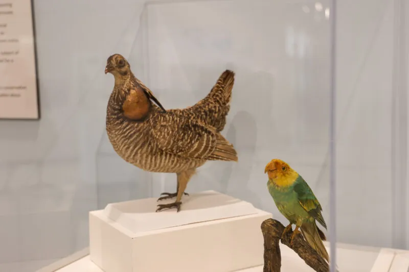 5 Animals in New Jersey That Have Gone Extinct 5 Animals in New Jersey That Have Gone Extinct