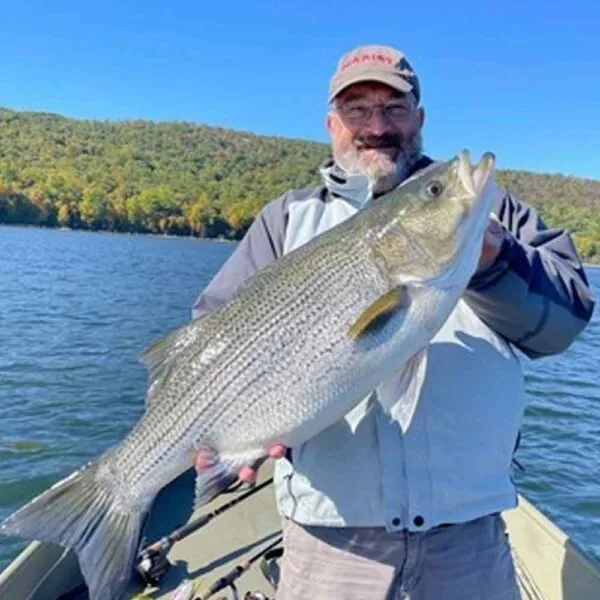 This ancient New Jersey fish is nearing extinction with fewer than 250 remaining Bass 1