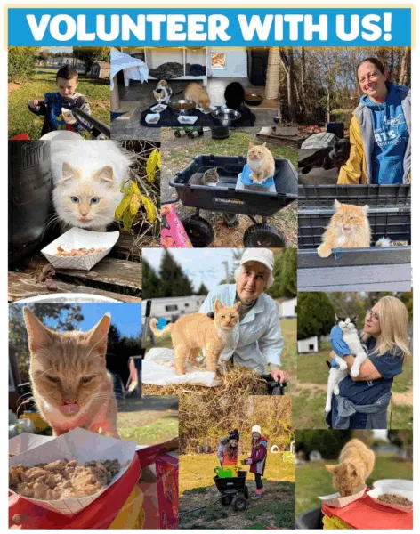 Cat sanctuary in Jackson seeks volunteers to help feed furry residents Image 77