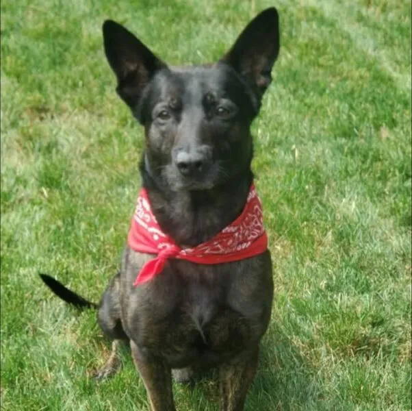 Clarkstown Police mourn death of retired K9 Remy, named in honor of 9/11 hero Clarkstown Police mourn death of retired K9 Remy, named in honor of 9/11 hero