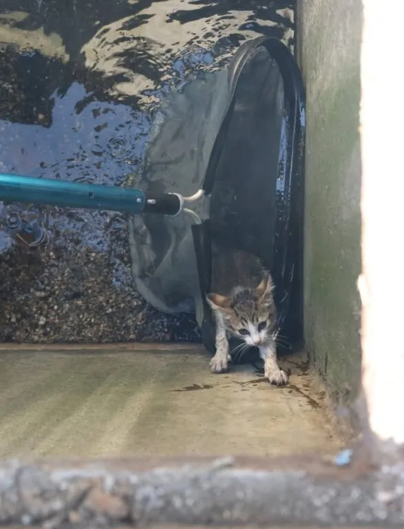 Medford officers rescue kitten from storm drain, find it a new home Medford officers rescue kitten from storm drain, find it a new home